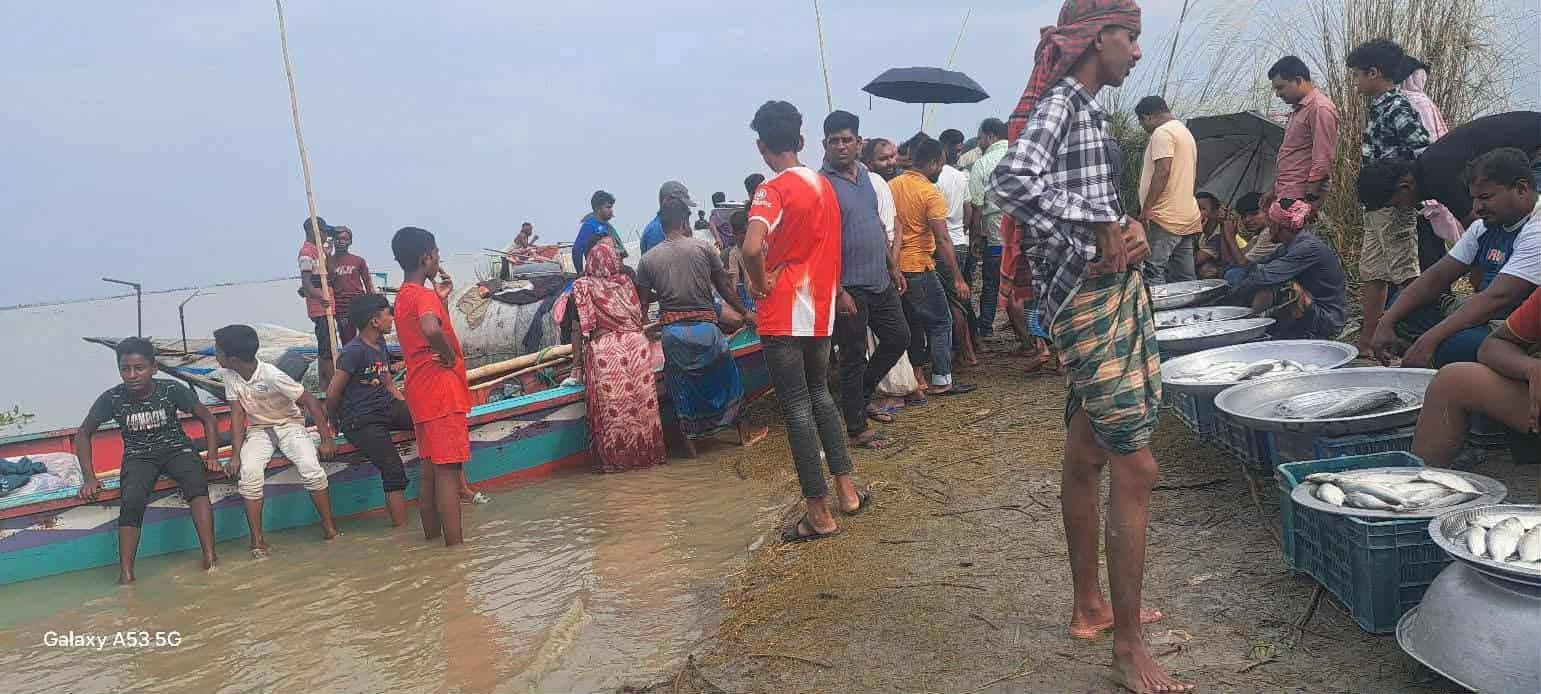 শিবচরে নিষেধাজ্ঞা উপেক্ষা করে পদ্মাপাড়ে ইলিশ বেচাকেনার উৎসব।