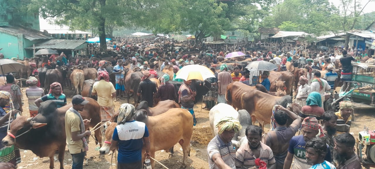 চুয়াডাঙ্গায়  জমে উঠেছে পশু হাট : চলছে মাঝারি গরুর দর কষাকষি